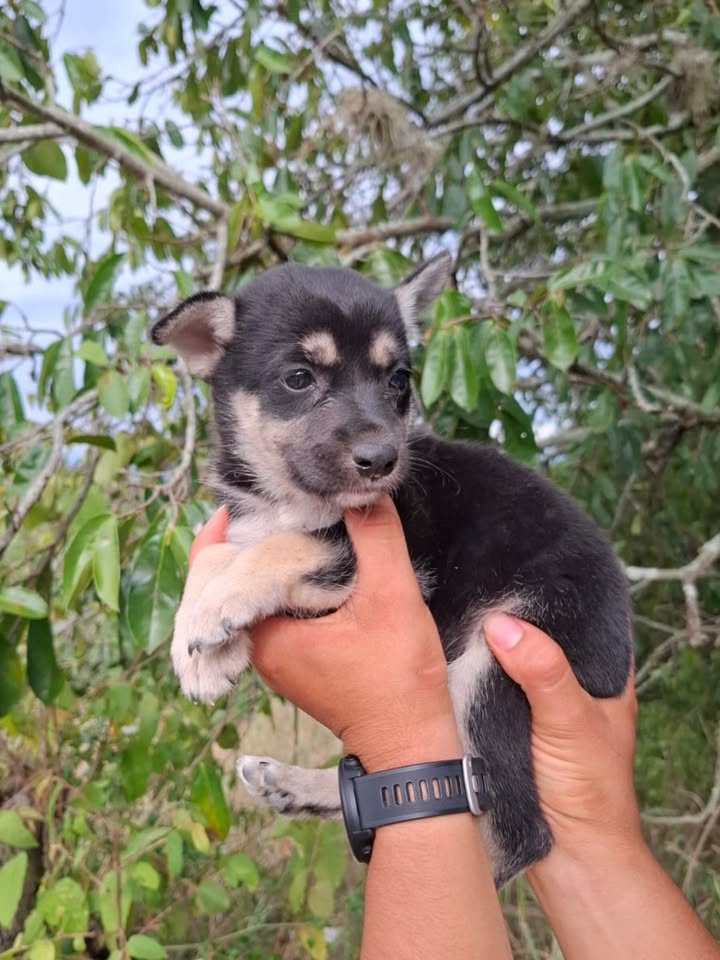 Adopta cachorros de 2 meses en Pereira, Risaralda 