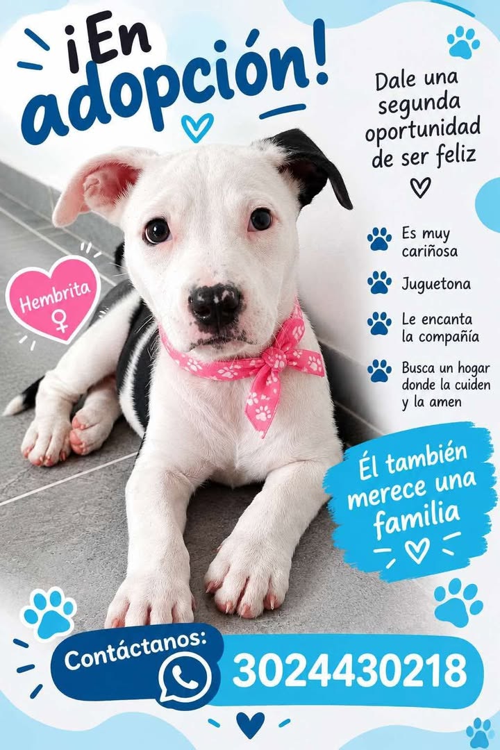 Perro cachorrito en adopción en Pereira 