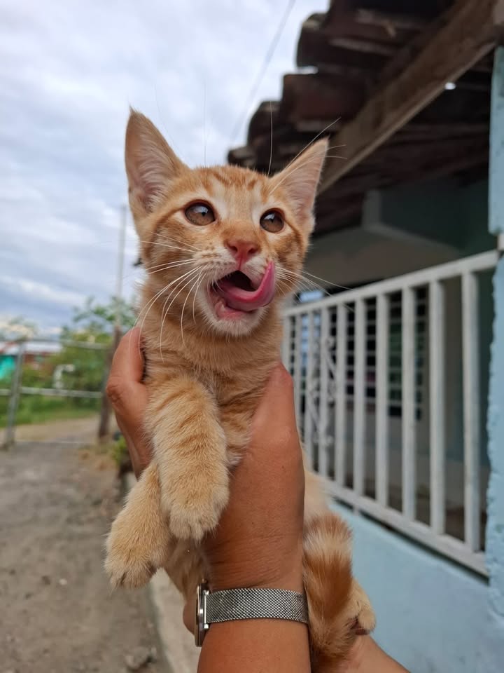 Gaticos en adopción en Pereira 