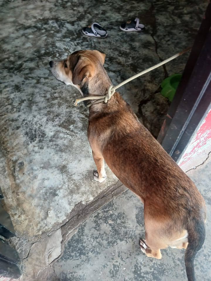 Perra en adopción responsable en Amagá, Antioquia 