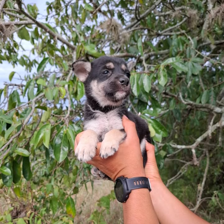 Adopta cachorros de 2 meses en Pereira, Risaralda 