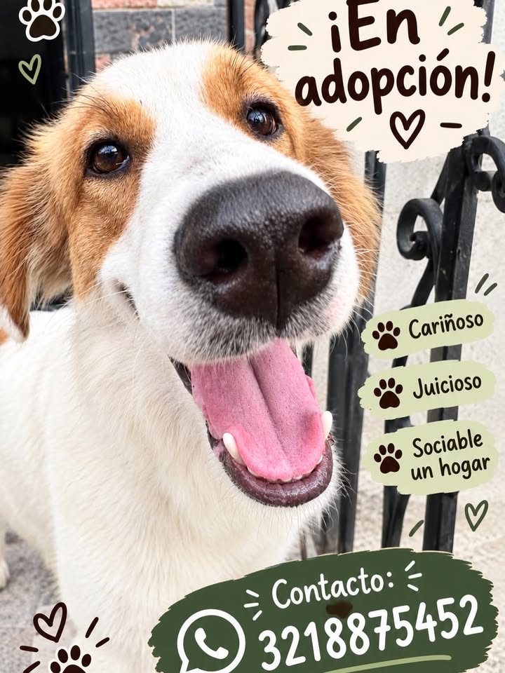 Perro en adopción en Pereira 