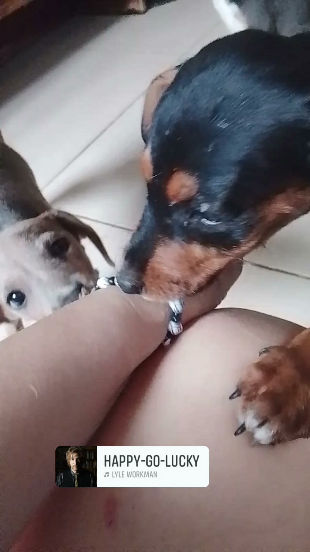 Cachorros en adopción en Neira, Caldas 