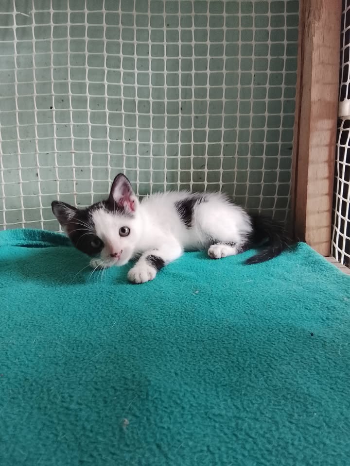 Gatito blanco y negro en adopción en Neira, Caldas 