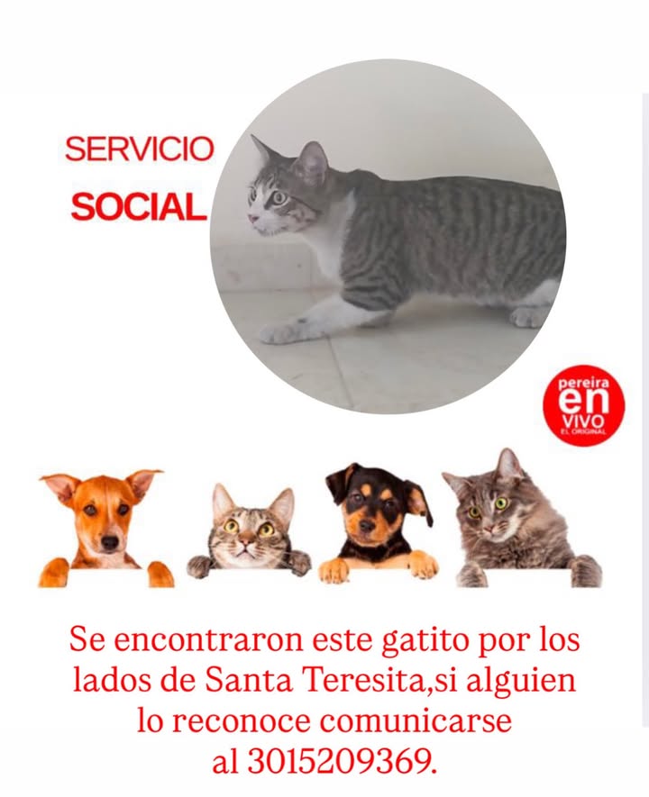 Gatito encontrado en Santa Teresita 