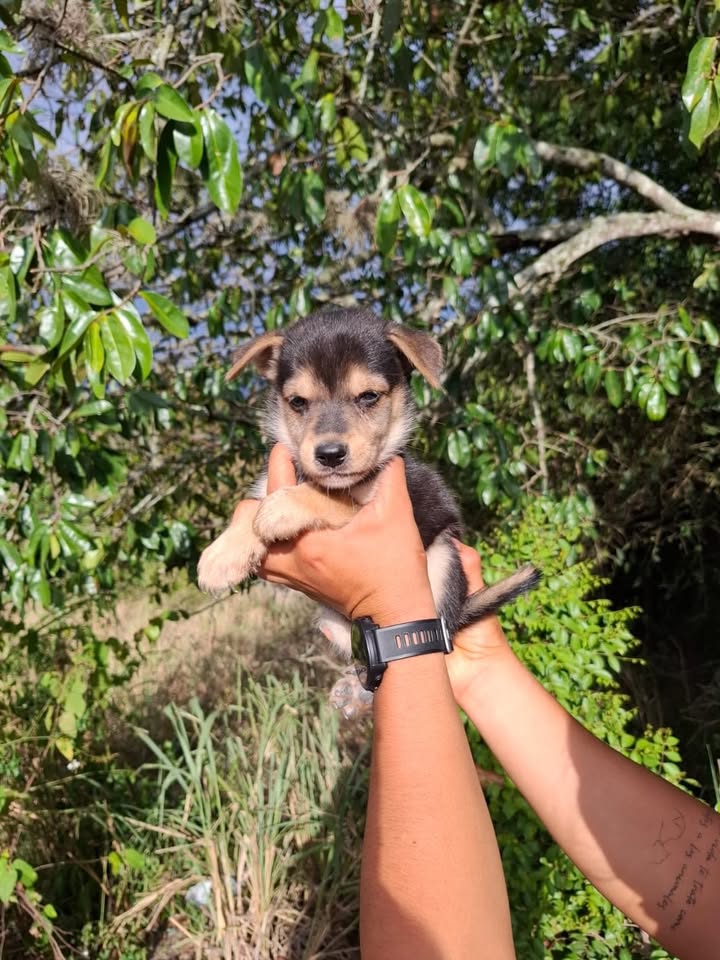 Adopta cachorros de 2 meses en Pereira, Risaralda 