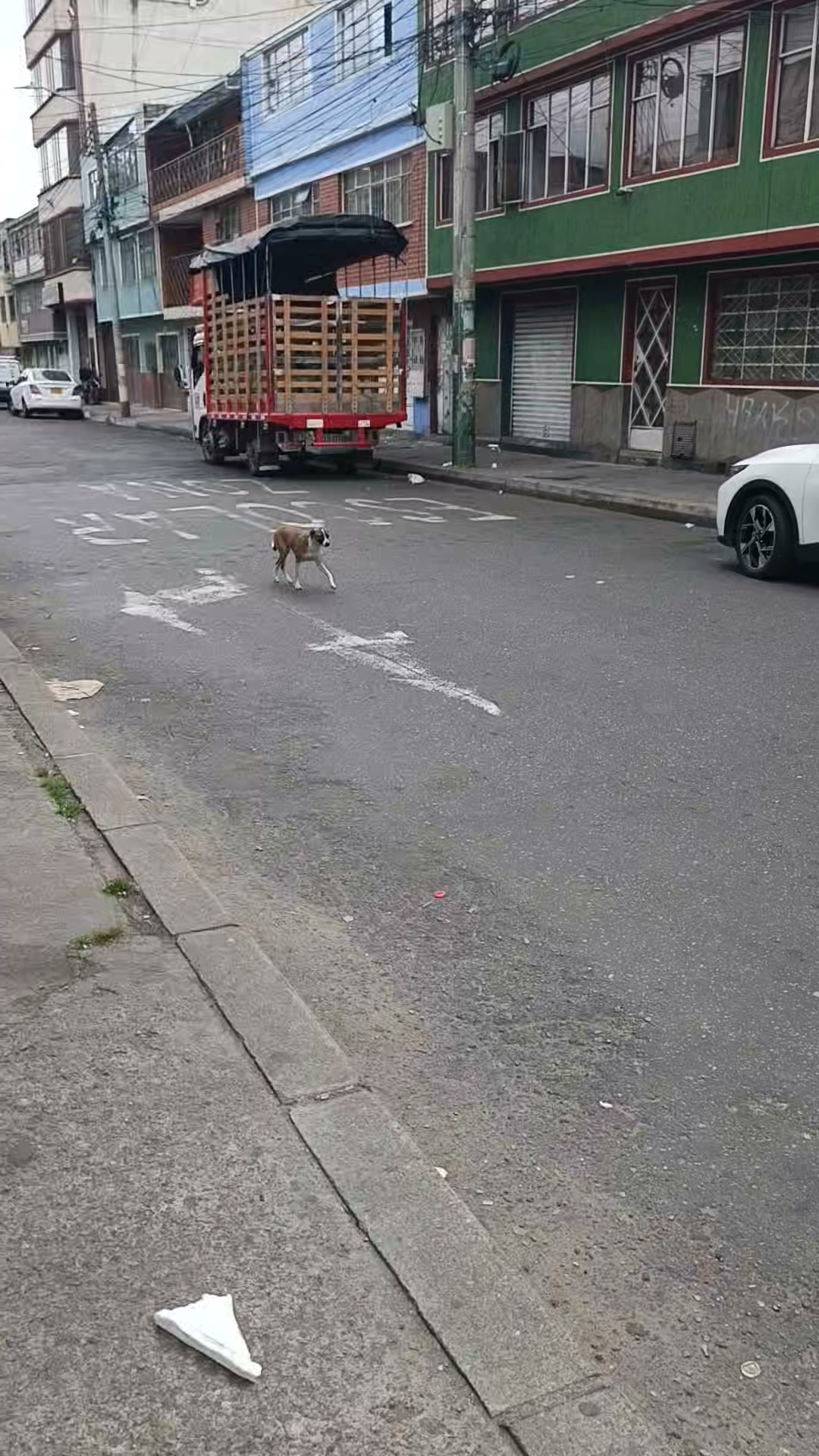 Perro perdido en Bogotá 