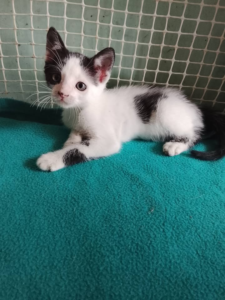 Gatito blanco con manchas negras en adopción en Neira 