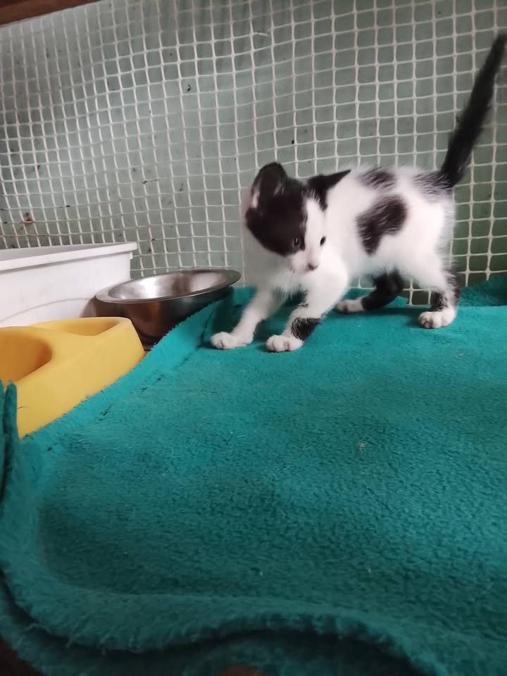 Gatito blanco y negro en adopción en Neira, Caldas 