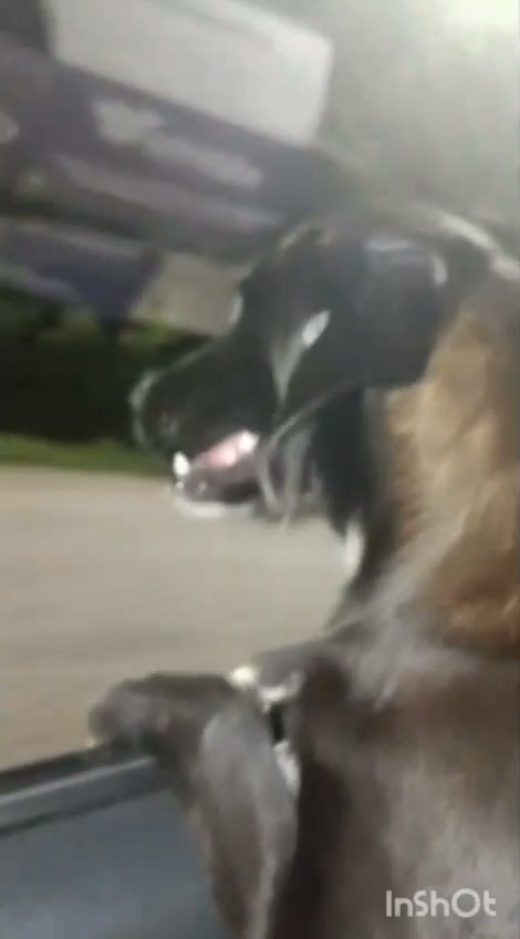 Perro joven para adoptar en Tuluá, Valle 