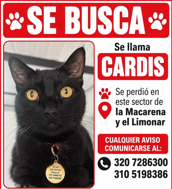 Gato negro perdido en Pereira 