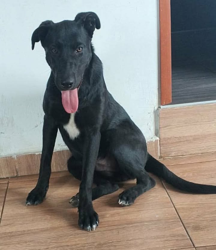 Perro en adopción en Pereira 