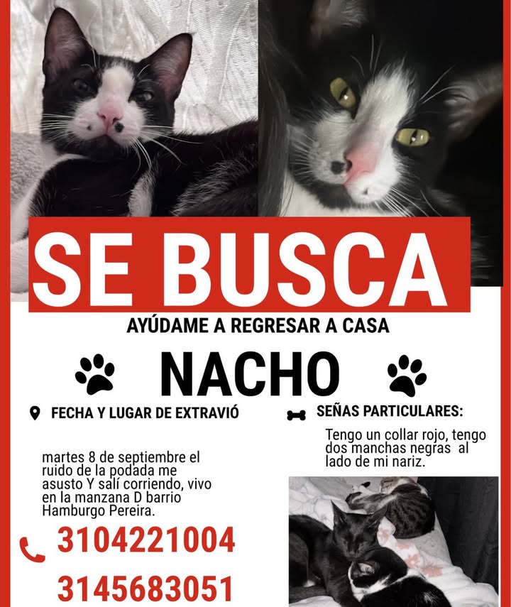 Gato Nacho perdido en Pereira, Risaralda 
