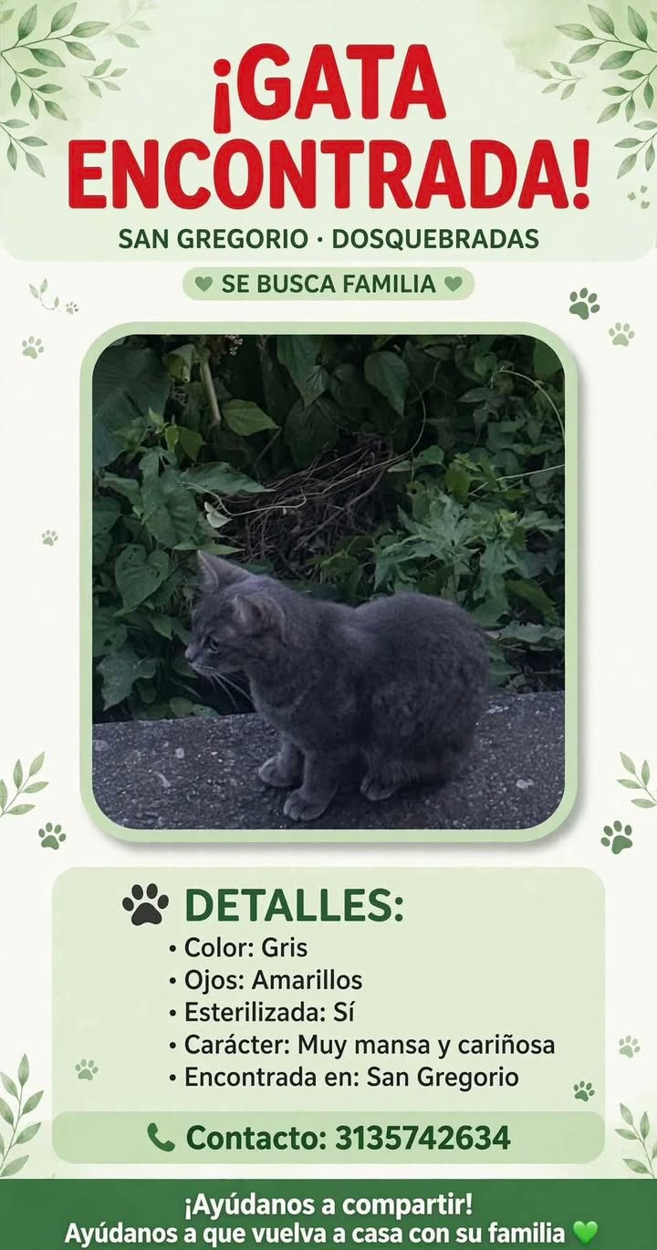 Gata encontrada en San Gregorio, Dosquebradas, Risaralda - Busca Familia 