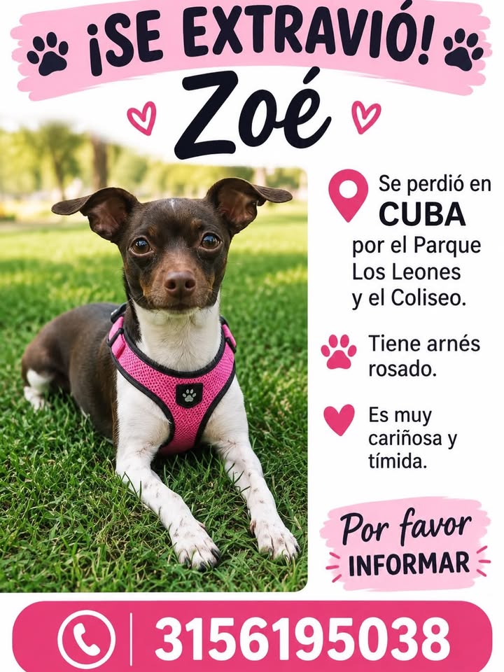 Perro perdido en Pereira, Risaralda 