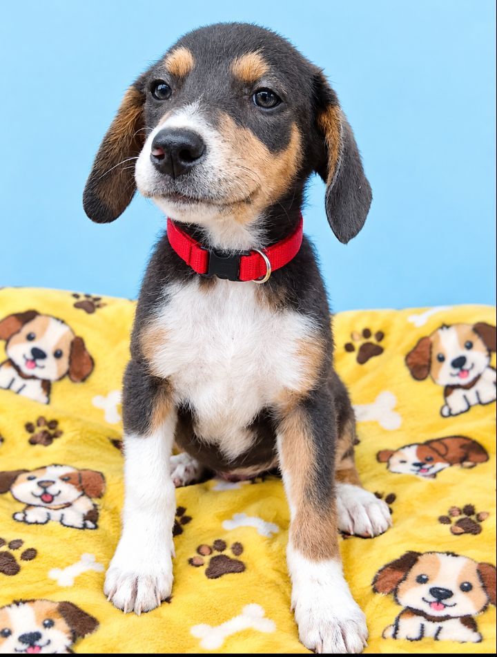 Adopta a Mandarina, cachorra juguetona y sociable 