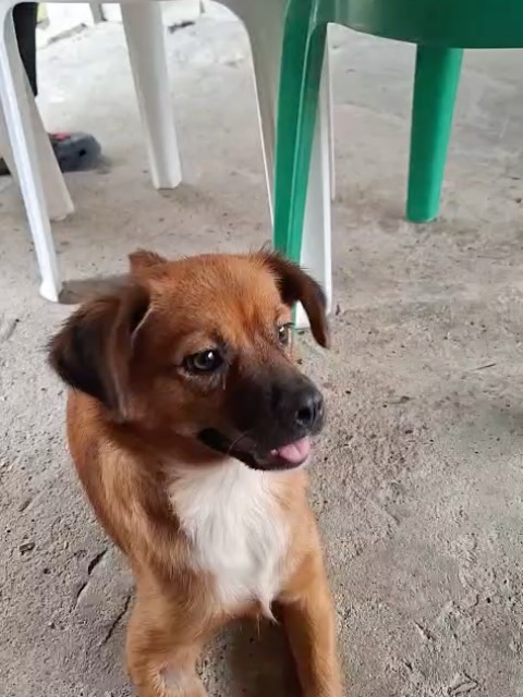 Hermosa perrita busca hogar en Pereira 