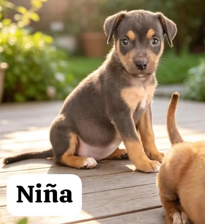 Cachorros rescatados en adopción responsable 