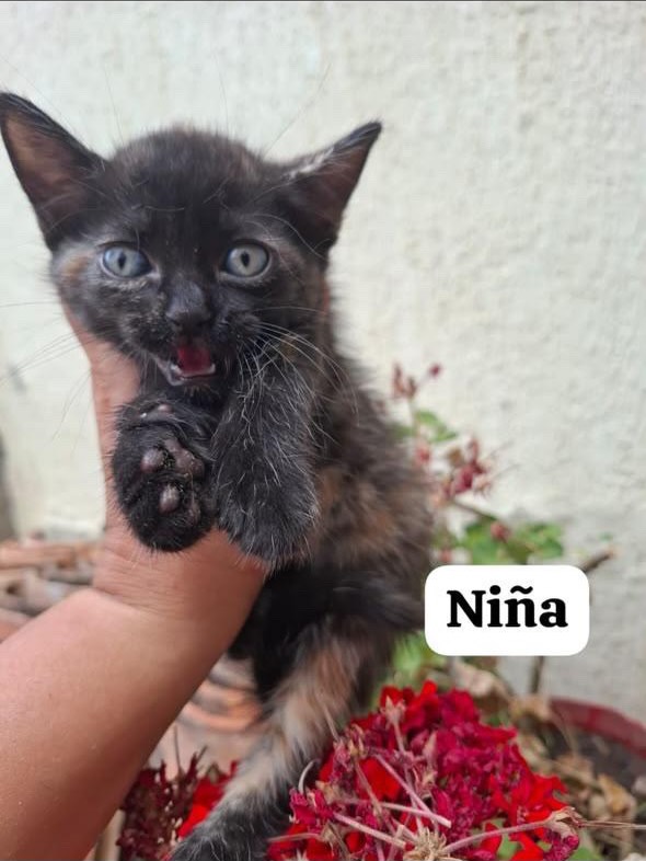Adopción de gatitos rescatados en Pereira 