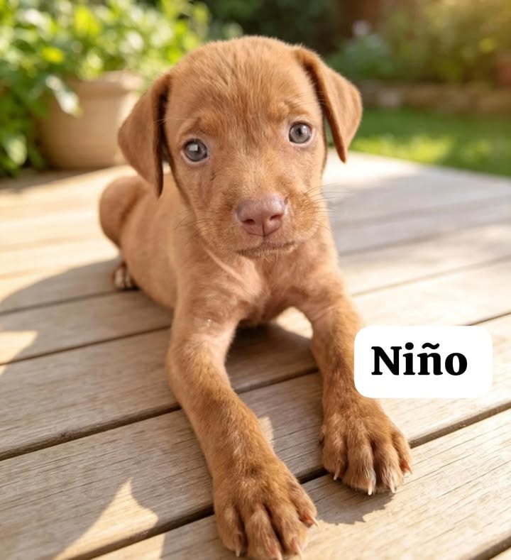 Cachorros rescatados en adopción responsable 