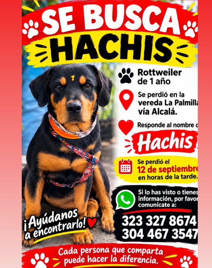 Perro Rottweiler perdido en Pereira 