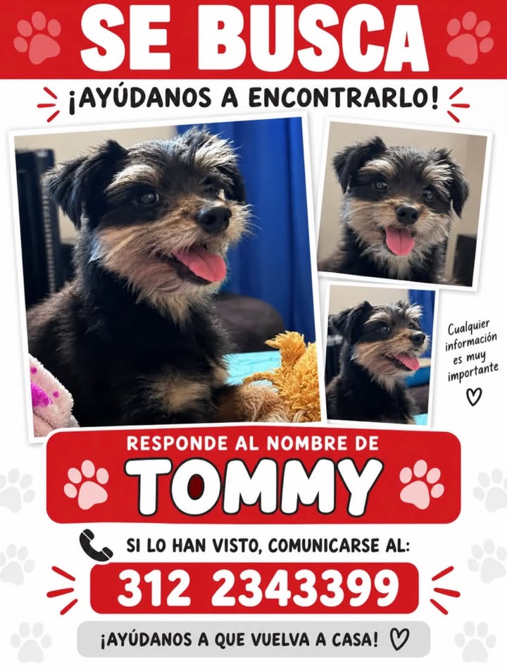 Se busca a Tommy, perro perdido en Pereira 