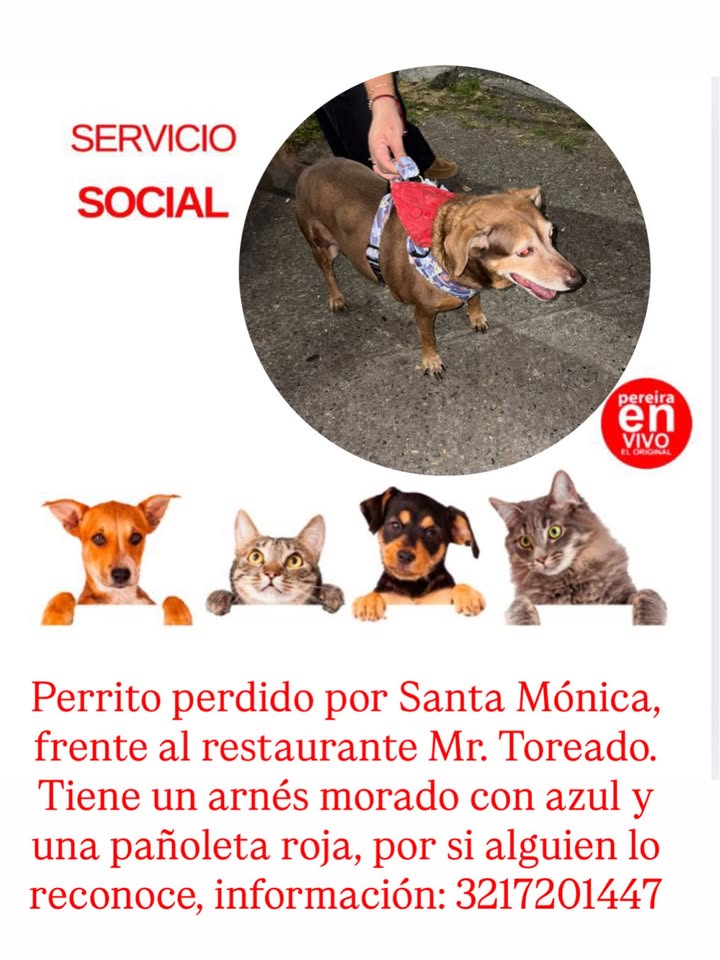 Perro perdido en Pereira 