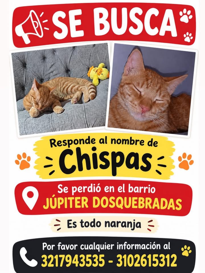 Gato naranja perdido en Dosquebradas 