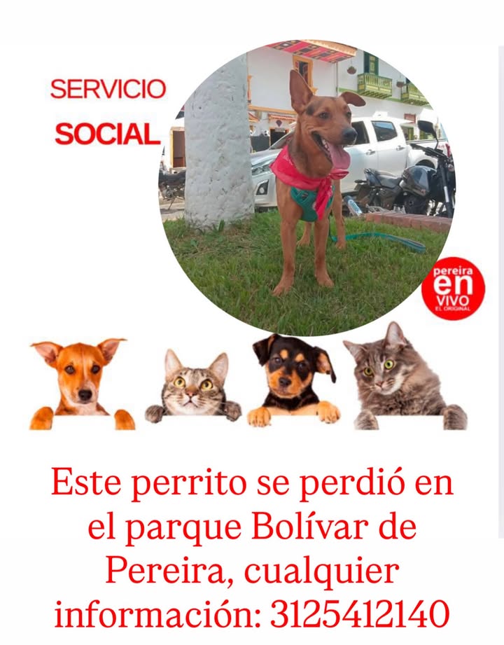 Perro perdido en el Parque Bolívar, Pereira 