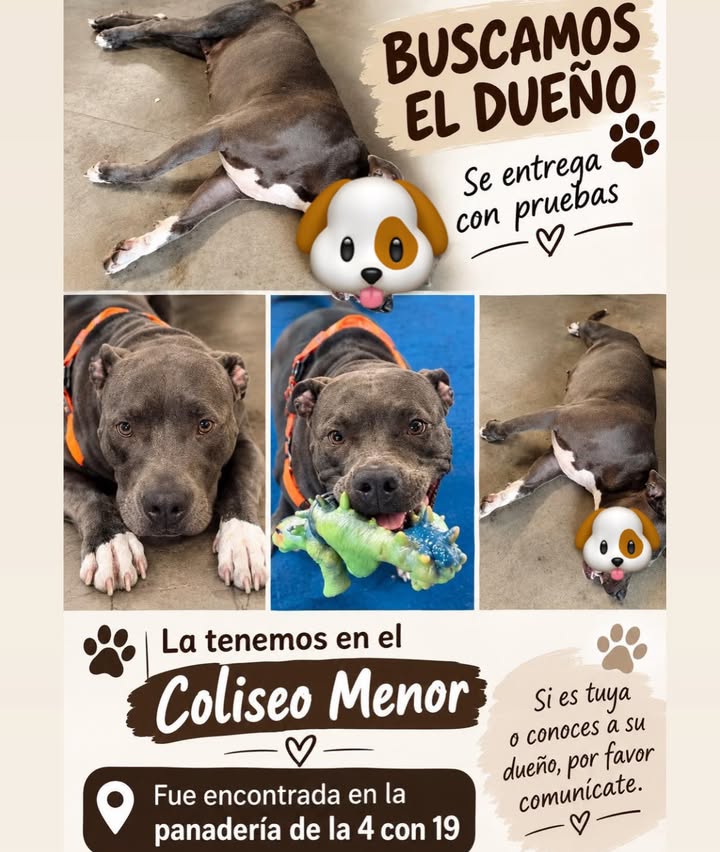 Buscamos al dueño de perro encontrado en Pereira 