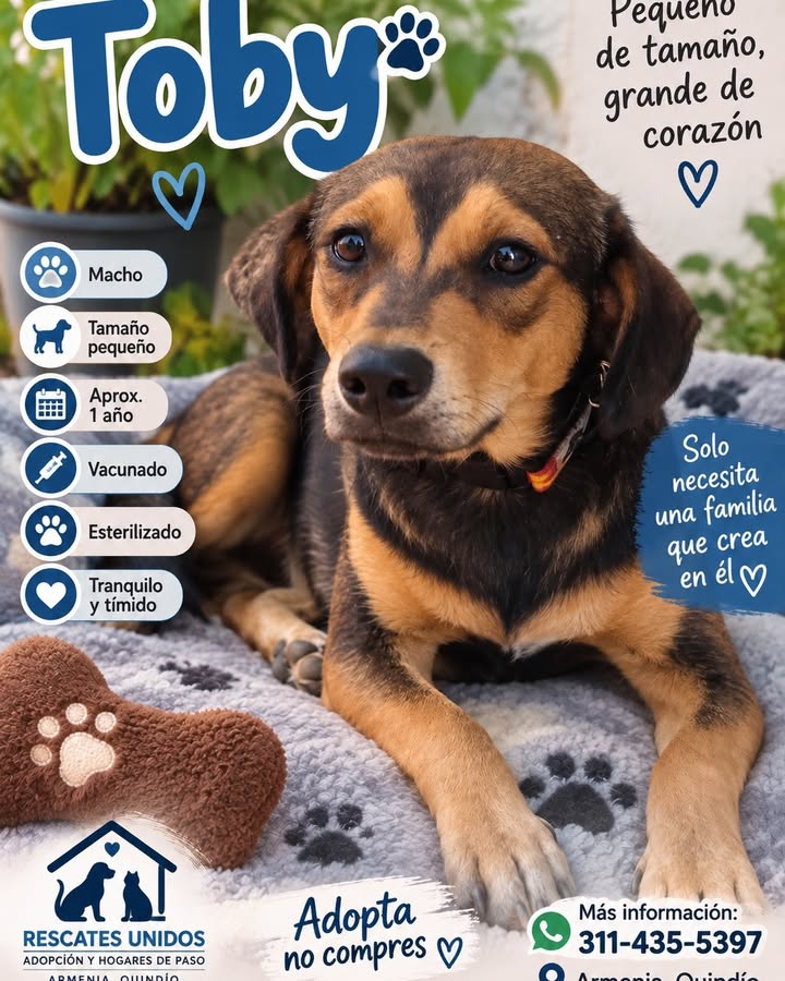 Perro Tobby en adopción en Armenia, Quindío 