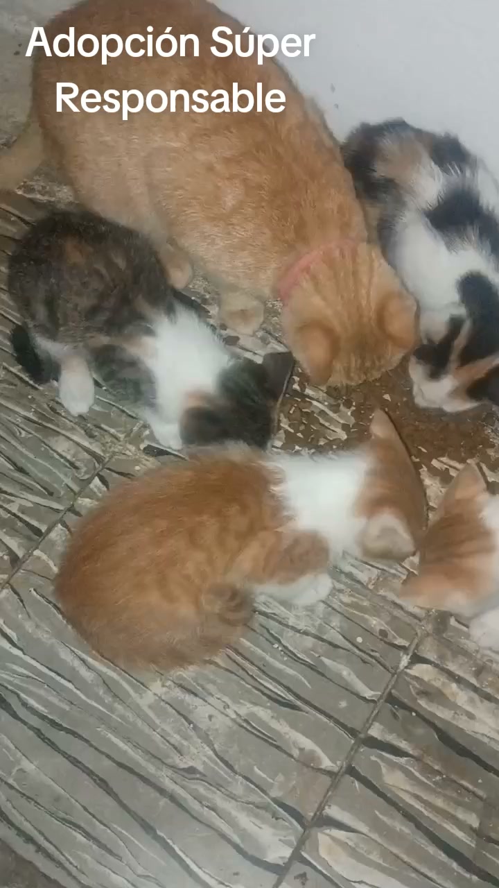 Cachorros Gatitos Buscan Hogar en Tuluá 