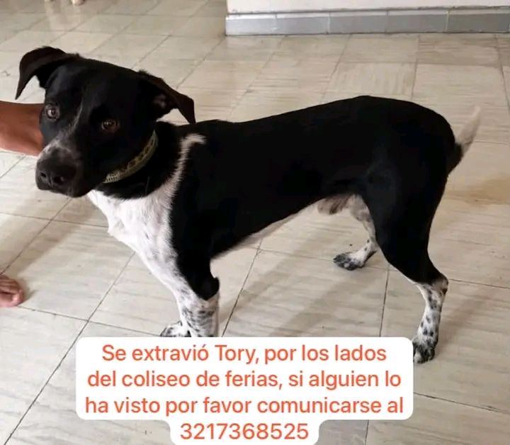 Perro perdido en Tuluá 