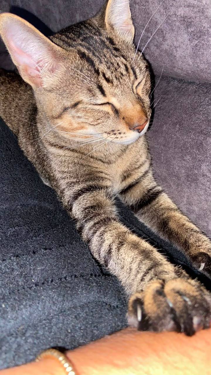 Gatitos Jóvenes Buscan Hogar en Tuluá, Valle 