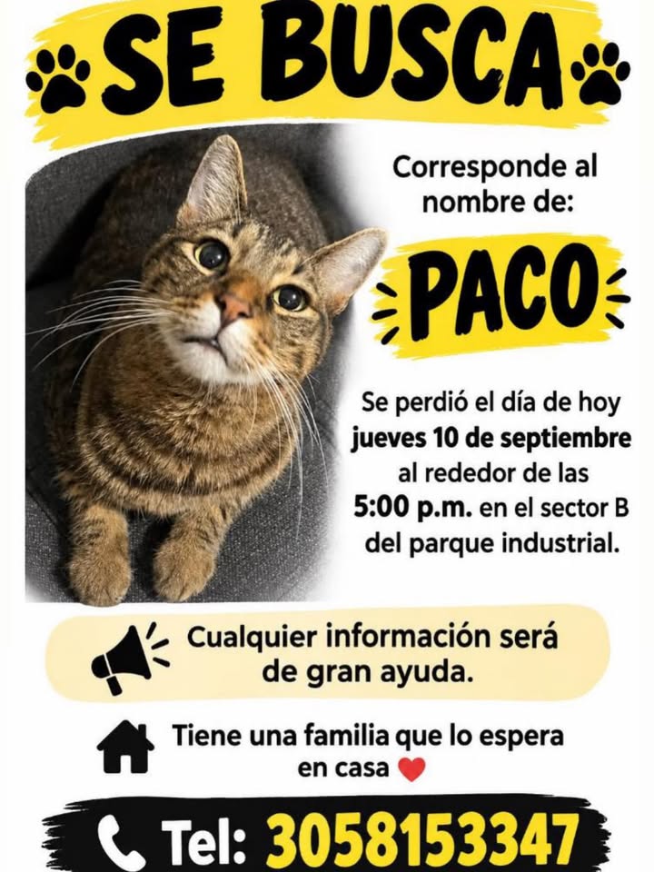 Gato PACO perdido en Pereira 