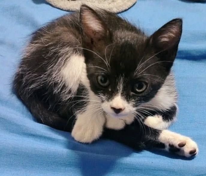 Linda Gatica busca hogar responsable en Pereira, Risaralda 