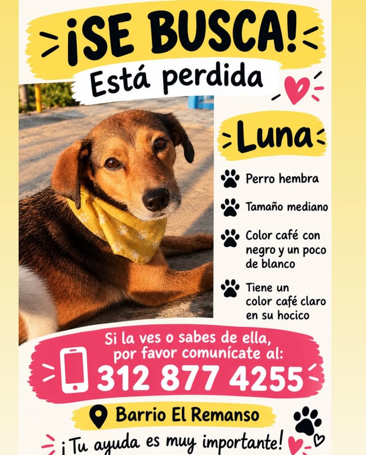 Perro hembra Luna perdido en Pereira, Risaralda 
