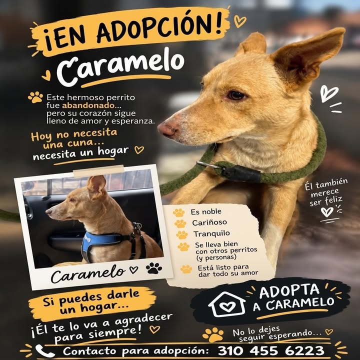 Caramelo busca hogar en Manizales 