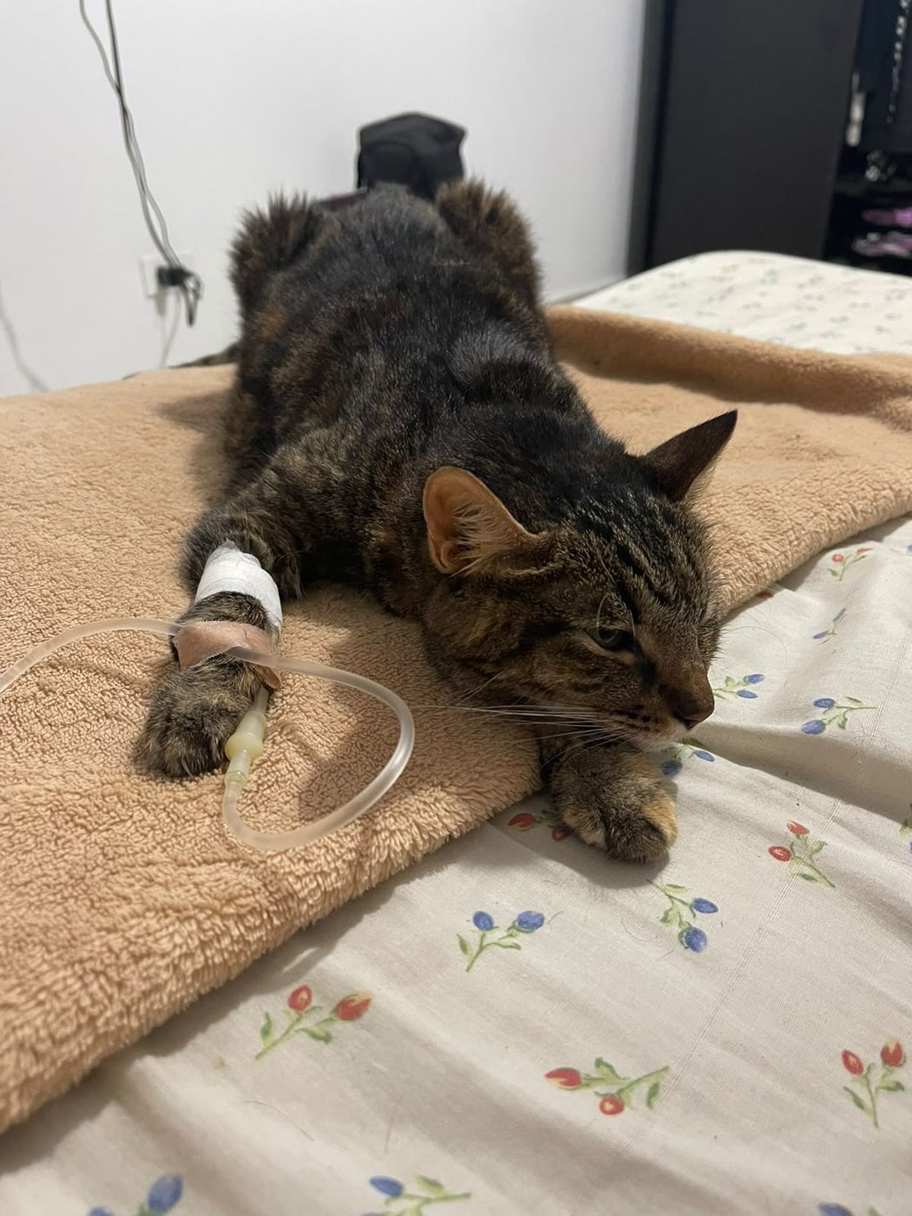 Gato perdido en Amagá, Antioquia 
