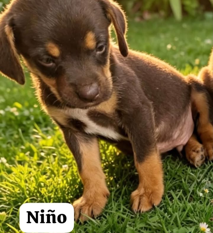 Cachorros rescatados en adopción responsable 