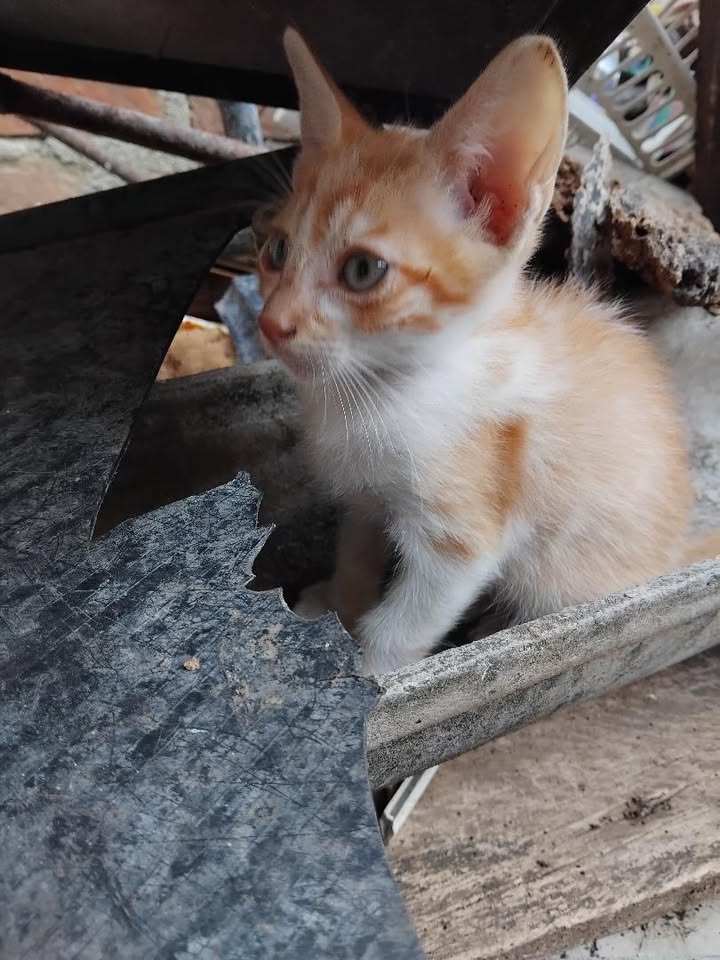 Adopción de gatitos rescatados en Pereira 