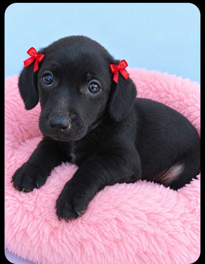 Adopción responsable hembra cachorro Neira Caldas 