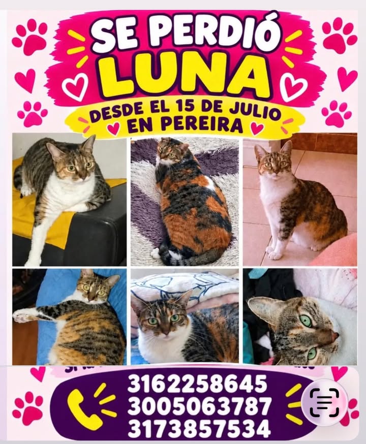 Gato perdido en Pereira, Risaralda 