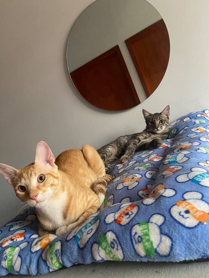 Gatitos Jóvenes Buscan Hogar en Tuluá, Valle 