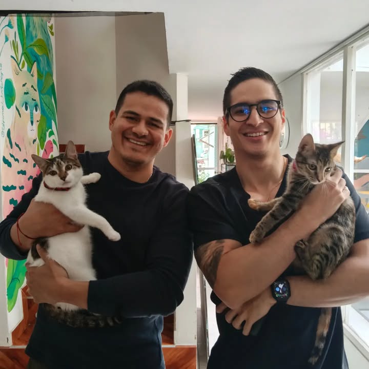 Adopción de gatitos Pomelo y Hortensia en Bogotá 
