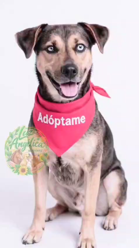 Perro mestizo en adopción en Tuluá 