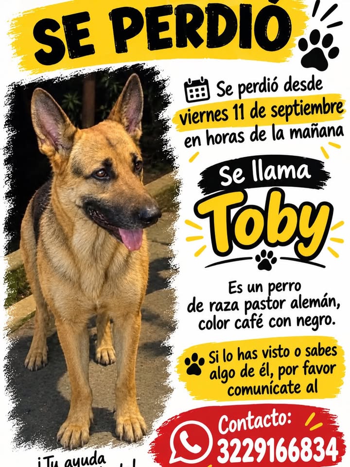 Perro "Toby" perdido en Risaralda 