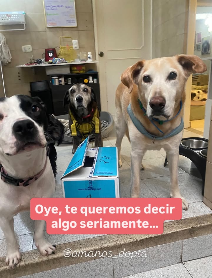 Adopta un peludito y cambia su vida 