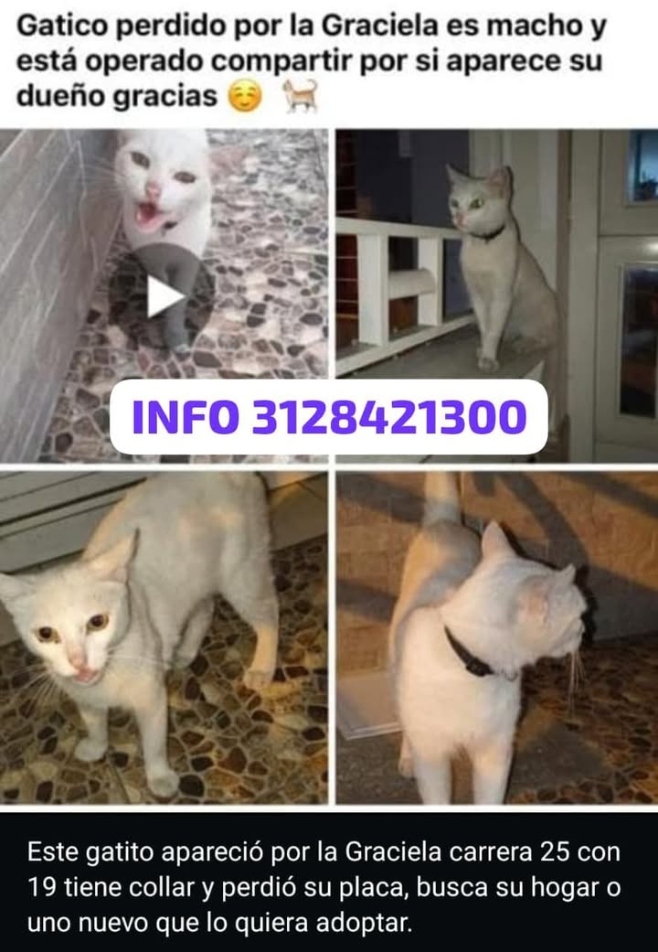 Gatito perdido en Tuluá, Valle 