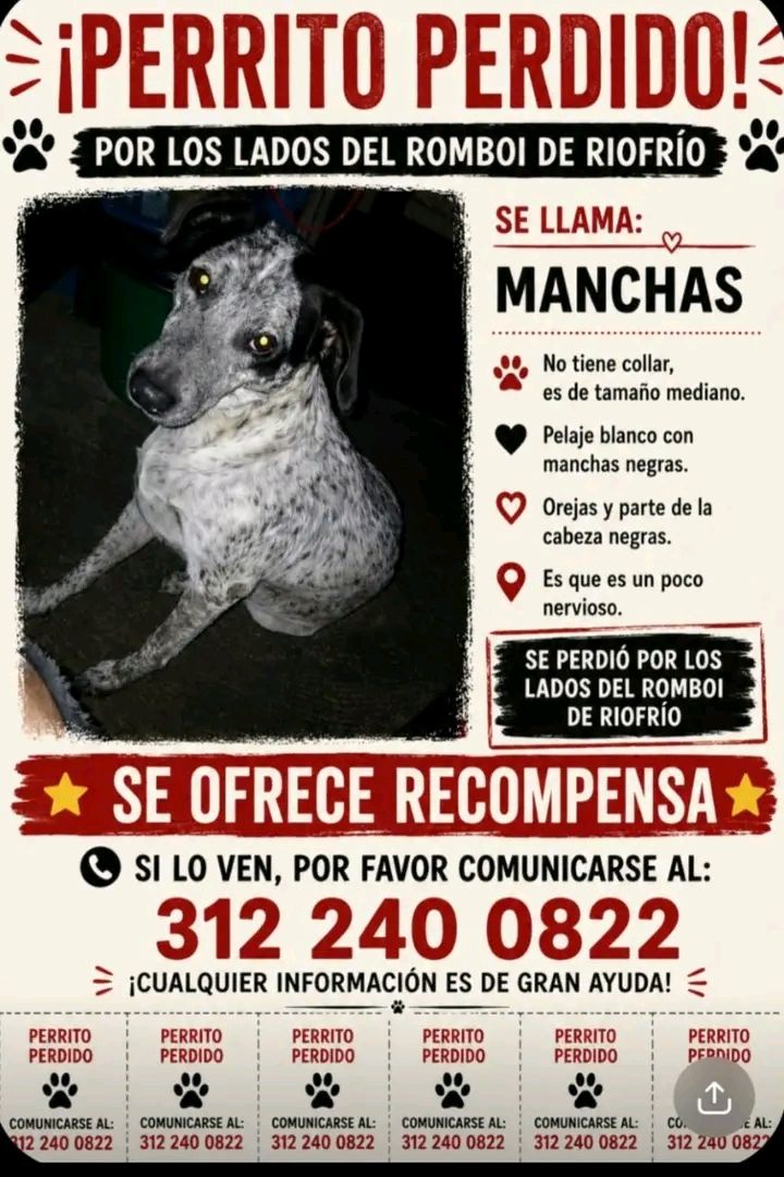 Perro Manchitas perdido en Tuluá, Valle del Cauca 